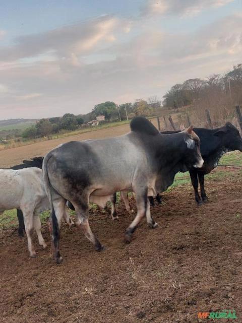 Boi nelore Imagem Boi nelore