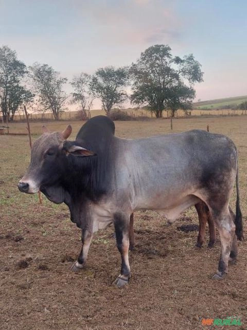 Imagem Boi nelore Imagem Boi nelore