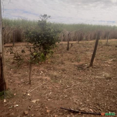 Imagem Procuro sócio para investimento agricola, hortaliças, ou outros... Imagem Procuro sócio para investimento agricola, hortaliças, ou outros...