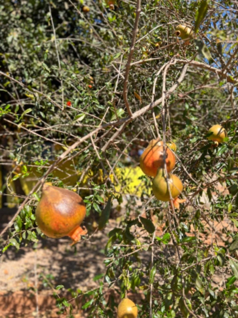 Chácara  em Almas Tocantins-