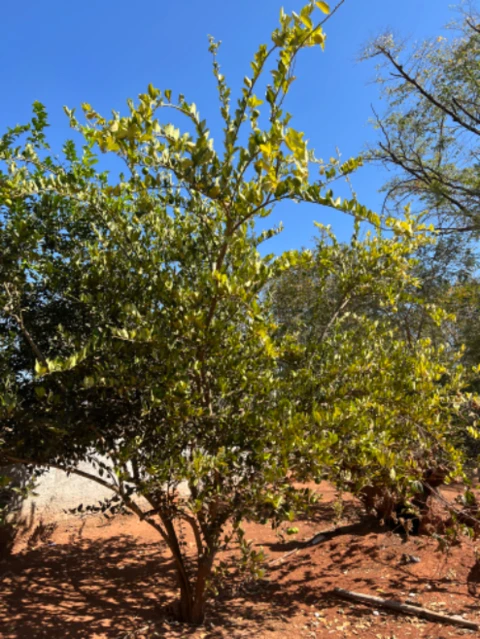 Chácara  em Almas Tocantins-