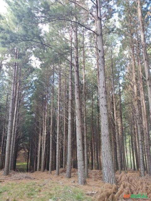 Compro mata de Pinus Imagem Compro mata de Pinus