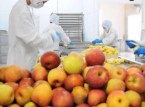 FÁBRICA DE FRUTAS DESIDRATADAS COMPLETA PARA VENDA OU ARRENDAMENTO