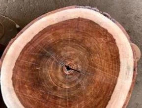 Compro madeiras Pequiá - Angelim pedra - Quaruba - Pinus - Eucalipto