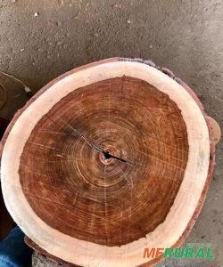 Compro madeiras Pequiá - Angelim pedra - Quaruba - Pinus - Eucalipto Imagem Compro madeiras Pequiá - Angelim pedra - Quaruba - Pinus - Eucalipto