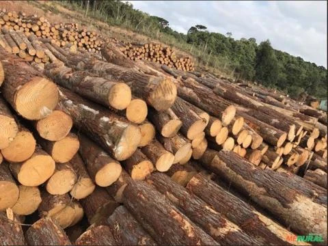 Compro madeiras Pequiá - Angelim pedra - Quaruba - Pinus - Eucalipto