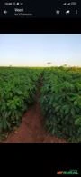 Plantação de Mandioca 2 hectare