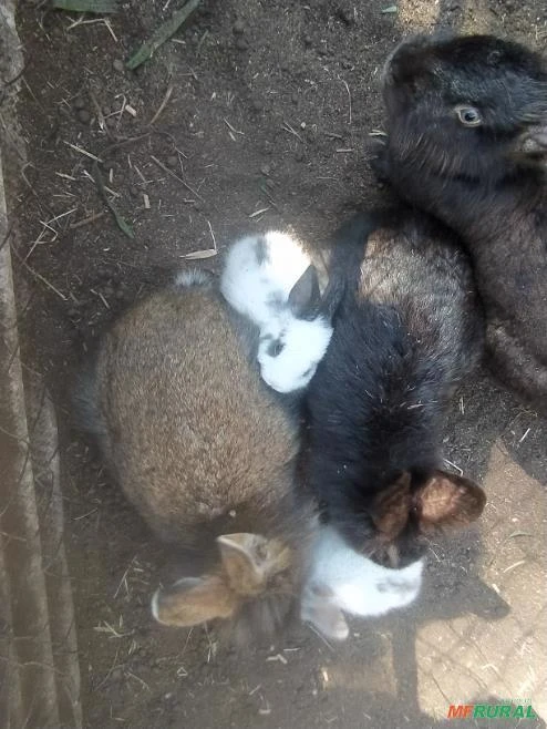 Filhotes de coelhos raça cabeça de Leão
