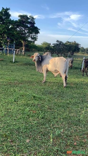 BOI TABAPUA 5 ANOS Imagem BOI TABAPUA 5 ANOS