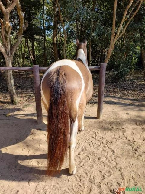 Égua Maravilha