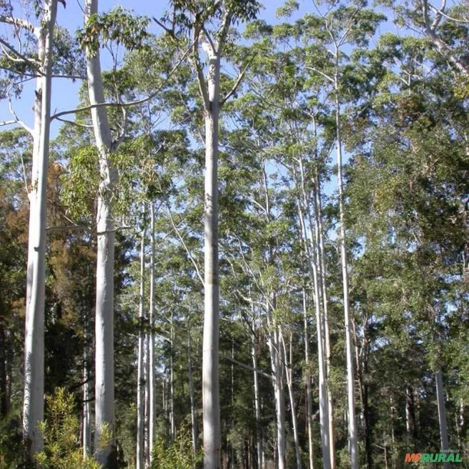 FLORESTA COM 80 MIL ARVORES DE EUCALIPTO GRANDIS E SALIGNA 15-17 ANOS