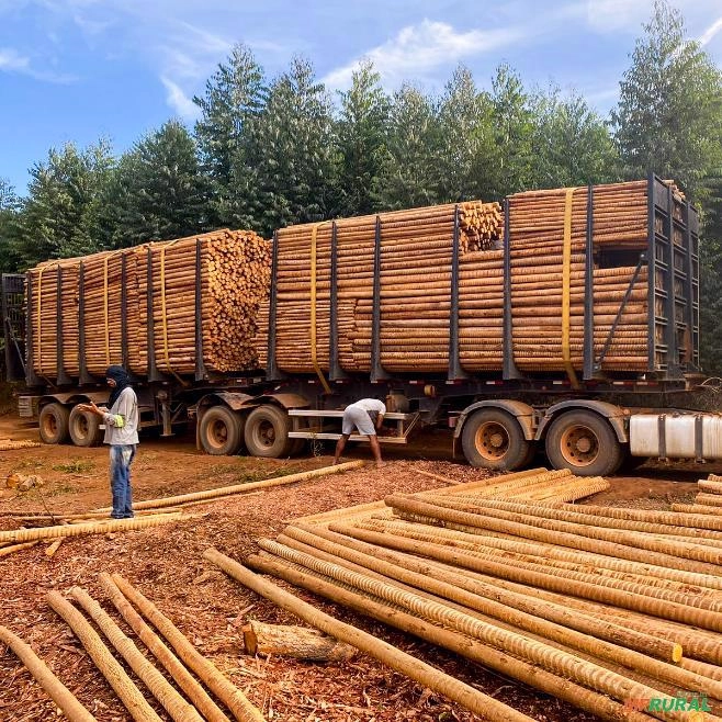 Eucalipto para Construção Civil Imagem Eucalipto para Construção Civil