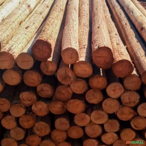 Imagem Eucalipto para Construção Civil Imagem Eucalipto para Construção Civil