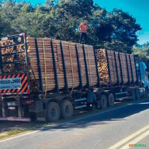 Imagem Eucalipto para Construção Civil Imagem Eucalipto para Construção Civil