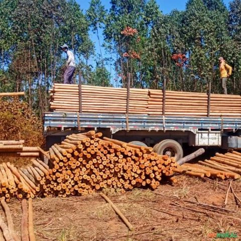 Imagem Eucalipto para Construção Civil Imagem Eucalipto para Construção Civil