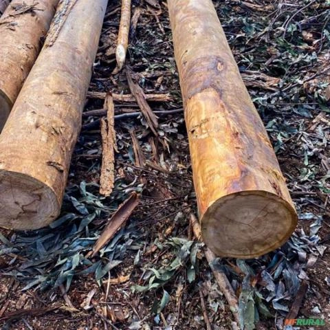 Imagem Eucalipto para Construção Civil Imagem Eucalipto para Construção Civil