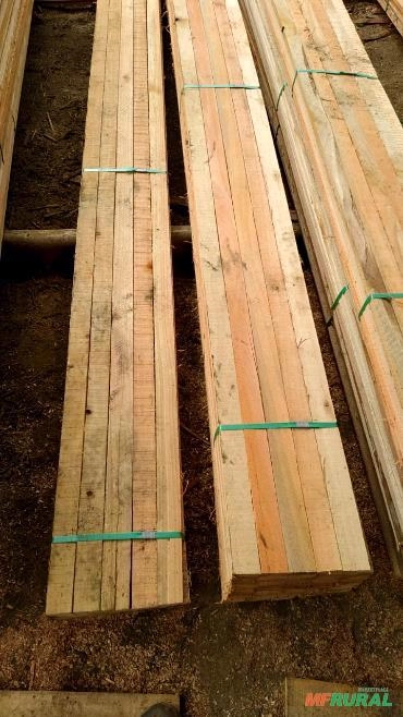 Imagem Eucalipto para Construção Civil Imagem Eucalipto para Construção Civil