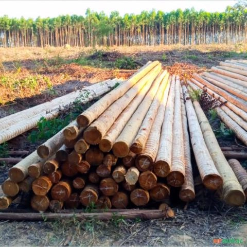 Imagem Eucalipto para Construção Civil Imagem Eucalipto para Construção Civil