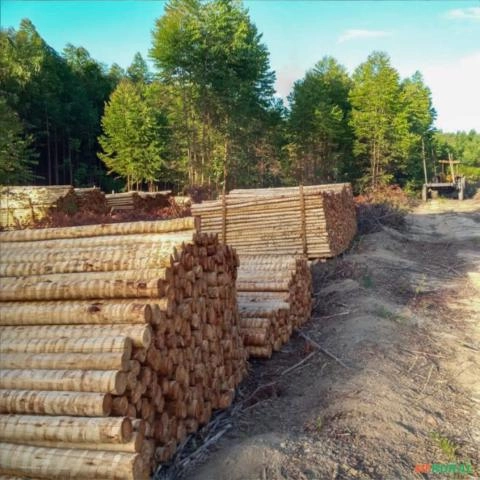 Imagem Eucalipto para Construção Civil Imagem Eucalipto para Construção Civil