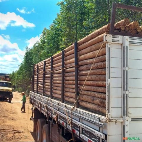 Imagem Eucalipto para Construção Civil Imagem Eucalipto para Construção Civil