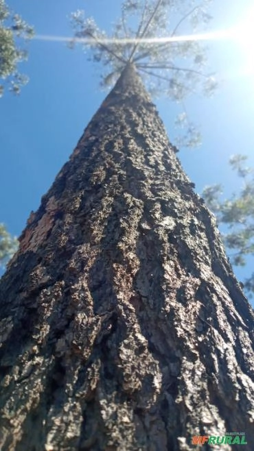 Imagem Compro Eucalipto Cloeziana Imagem Compro Eucalipto Cloeziana