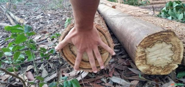 Imagem Compro Eucalipto Cloeziana Imagem Compro Eucalipto Cloeziana