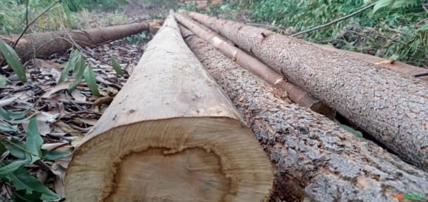 Imagem Compro Eucalipto Cloeziana Imagem Compro Eucalipto Cloeziana