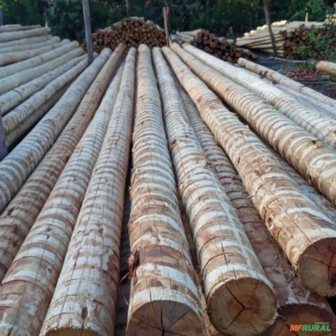 Imagem Compro Eucalipto Cloeziana Imagem Compro Eucalipto Cloeziana