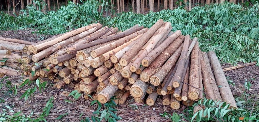 Compro Eucalipto Cloeziana Imagem Compro Eucalipto Cloeziana