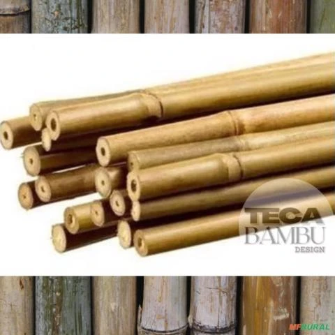 Varas de Bambu Cana da Índia Tratado - Em Ribeirão Preto - sp