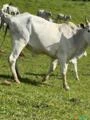 Fazenda em Santa Rita de Caldas MG