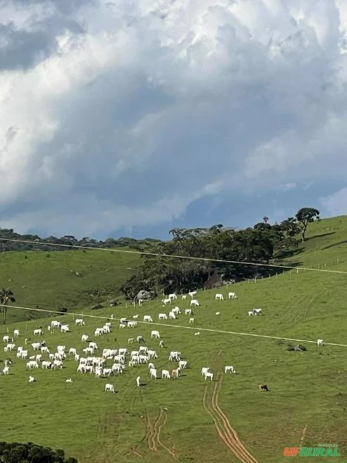 Fazenda em Santa Rita de Caldas MG