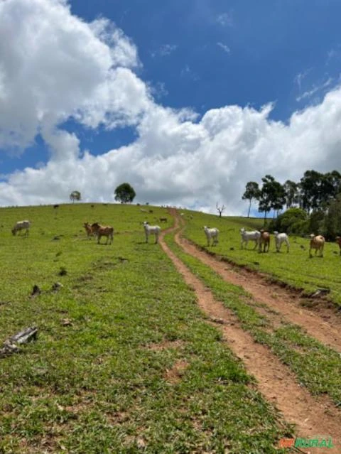 Fazenda em Santa Rita de Caldas MG