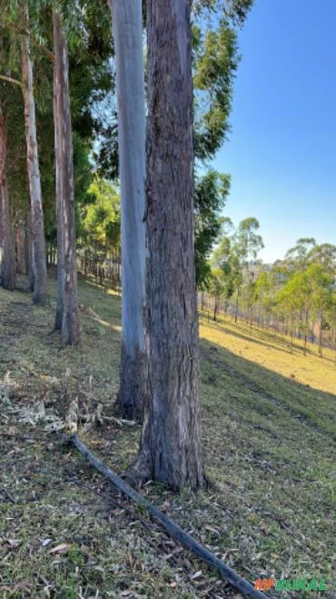 Fazenda em Santa Rita de Caldas MG