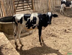Garrotas de ótima qualidade filhas de vacas de Enseminaçao e elas também são de Enseminaçao
