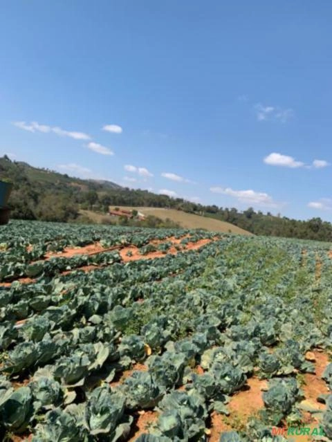 Repolho Imagem Repolho