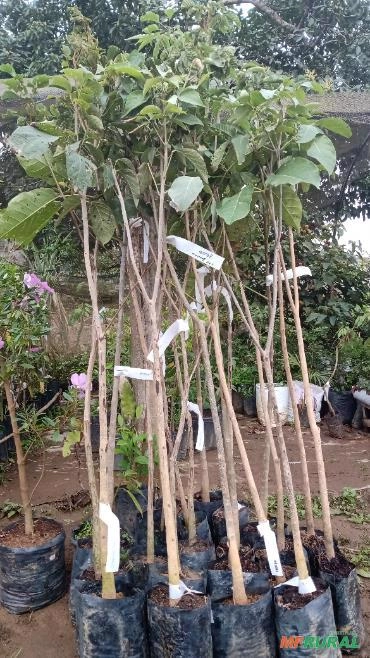 MUDAS FRUTIFERAS Imagem MUDAS FRUTIFERAS