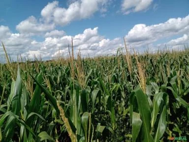 Industria de Fertilizante Foliar e Adjuvantes agrícolas PROCURA SÓCIO INVESTIDOR