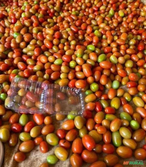 Tomate Grape Imagem Tomate Grape