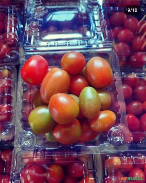 Tomate Grape