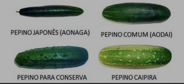 Pepino japonês e Caipira Imagem Pepino japonês e Caipira
