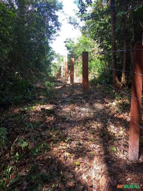 FAZENDA EM SANTA ISABRL DO PARÁ COM +100.000 PÉS DE AÇAÍ EM PRODUÇÃO 40 KM DE BELÉM