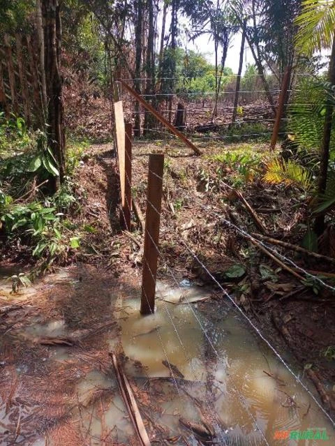 FAZENDA EM SANTA ISABRL DO PARÁ COM +100.000 PÉS DE AÇAÍ EM PRODUÇÃO 40 KM DE BELÉM