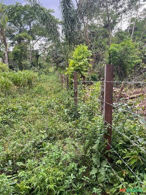 FAZENDA EM SANTA ISABRL DO PARÁ COM +100.000 PÉS DE AÇAÍ EM PRODUÇÃO 40 KM DE BELÉM