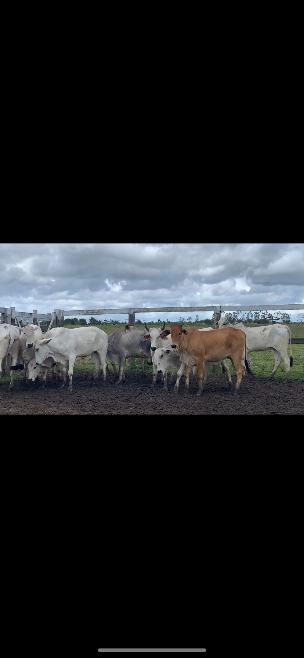 Vendo Novilhas Nelore Imagem Vendo Novilhas Nelore