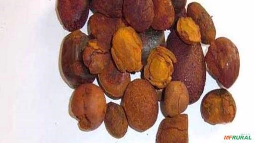 Imagem Compro Pedra de Fel do Boi Imagem Compro Pedra de Fel do Boi