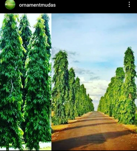 Imagem Mudas de Choupalas - mudas de 40 cm Imagem Mudas de Choupalas - mudas de 40 cm