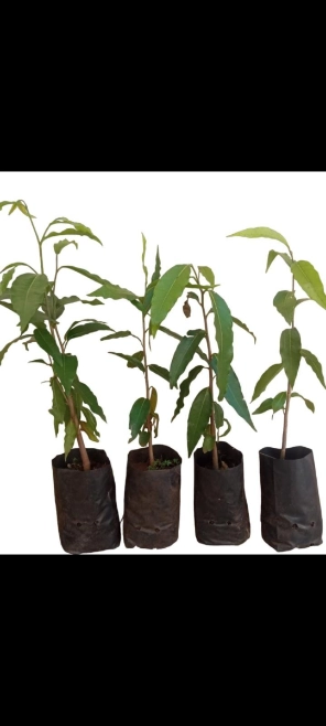 Mudas de Choupalas - mudas de 40 cm Imagem Mudas de Choupalas - mudas de 40 cm