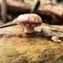 Cogumelos Shitake