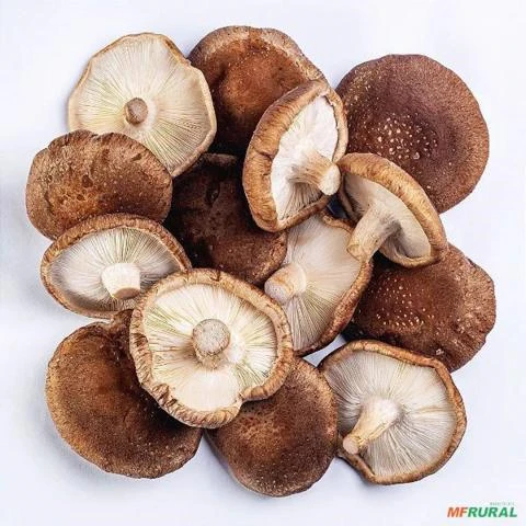 Cogumelos Shitake